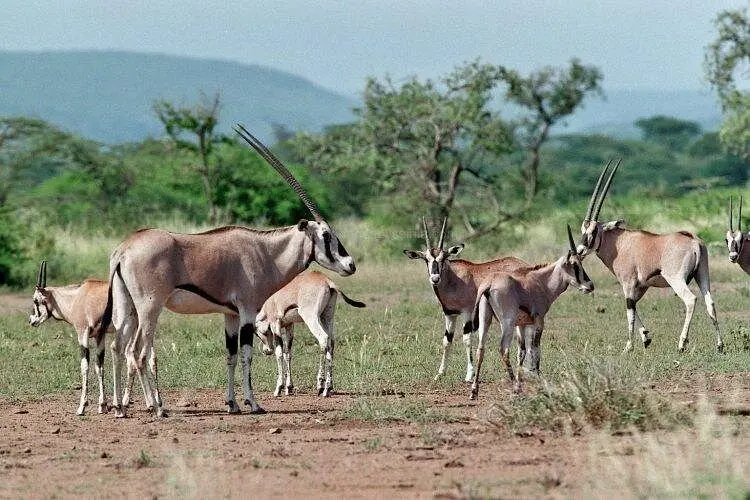 Awash National Park 2 days 7 1 night