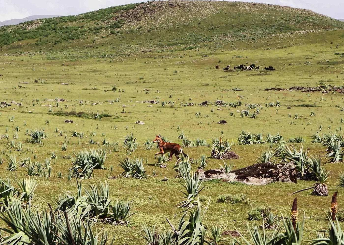 3 Days Bale Mountain