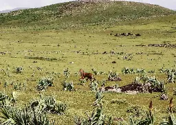 3 Days Bale Mountain