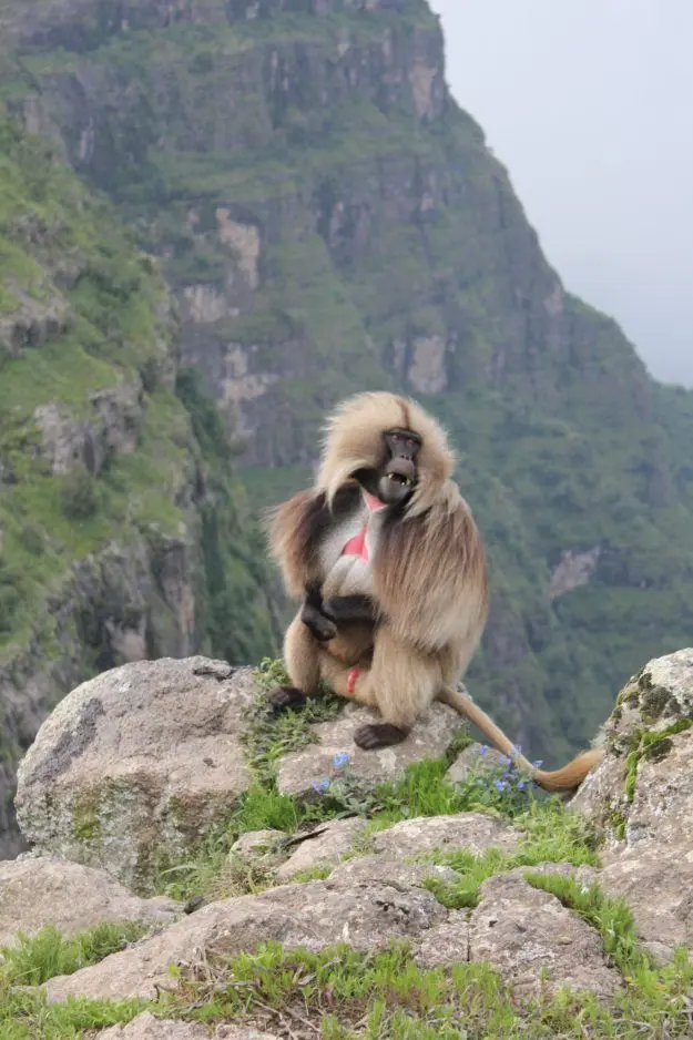 Simien Mountains Trekking Itinerary (4 Days / 3 Nights Camping)