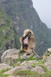 Simien Mountains Trekking Itinerary (4 Days / 3 Nights Camping)